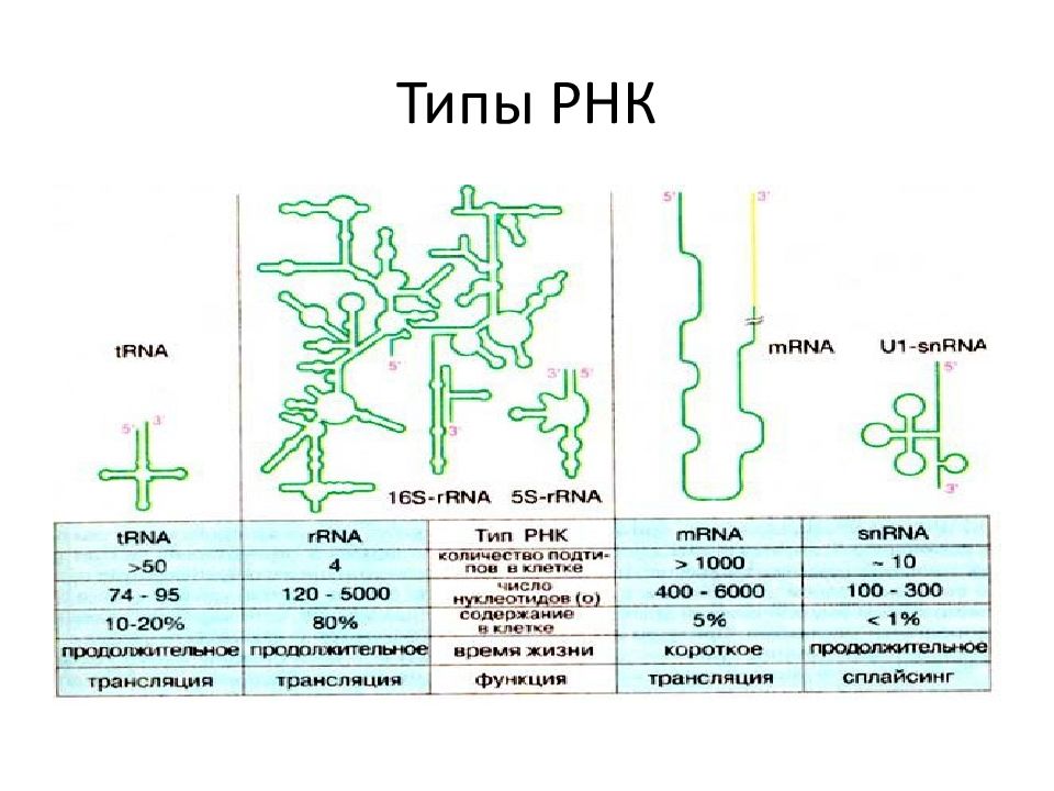 Размеры рнк. Типы РНК. ИРНК ТРНК РРНК. РРНК синтезируется. РНК растений.