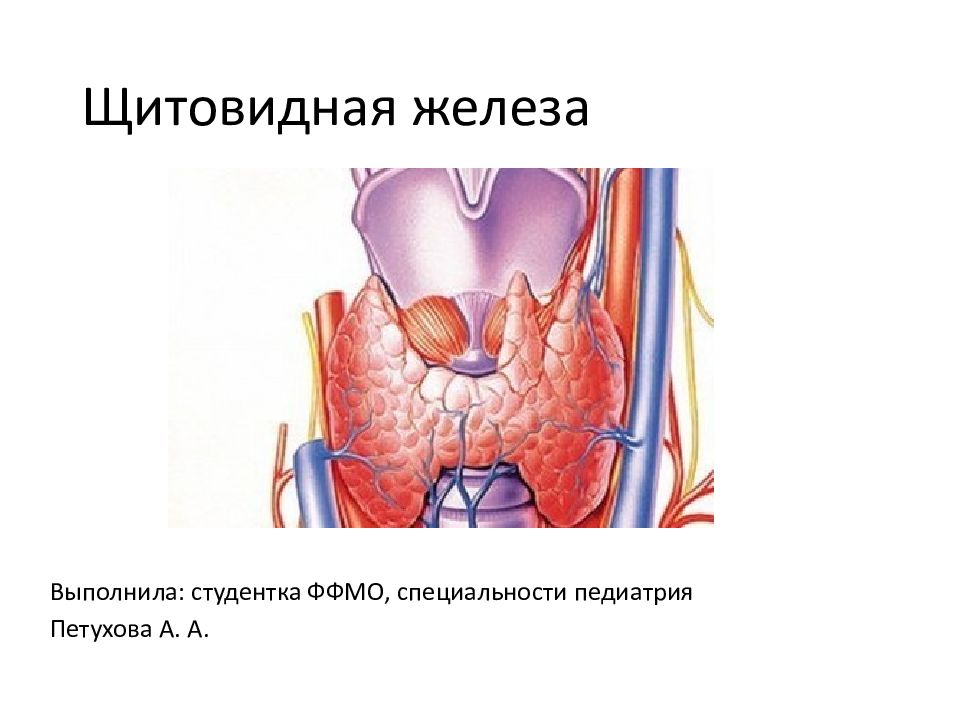 Щитовидная железа