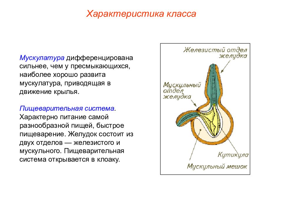 Мышцы у рептилий. Мышцы пресмыкающихся. Мускулатура пресмыкающихся. Мускулатура пресмыкающихся характеристика. Класс пресмыкающиеся мускулатура.