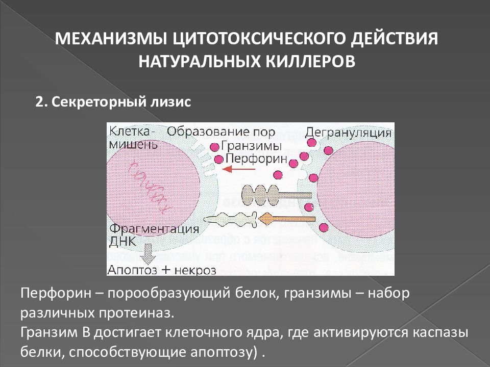 Врожденный иммунитет иммунология