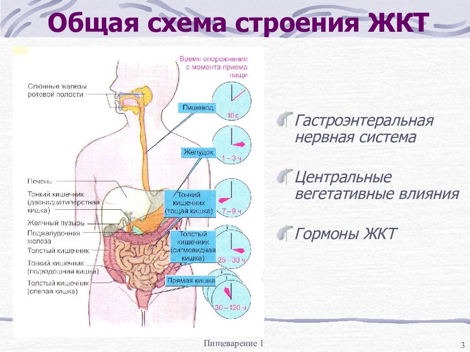 Жкт презентация физиология