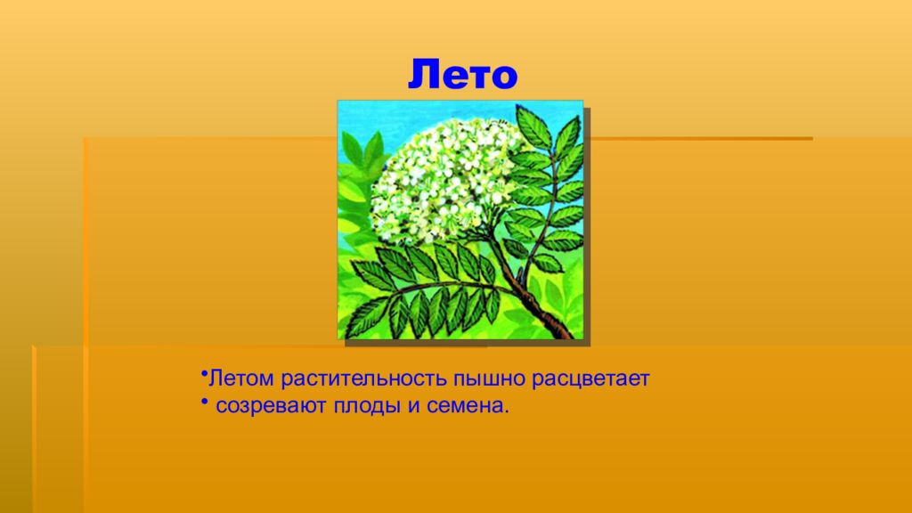 Жизнь растений 2. Что летом происходит с растениями. Изменения в жизни растений летом. Растения летом презентация. Изменения у растений летом.