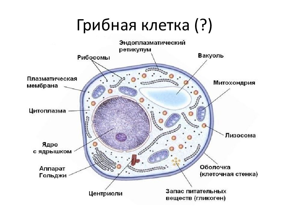 Схема строительной клетки биология