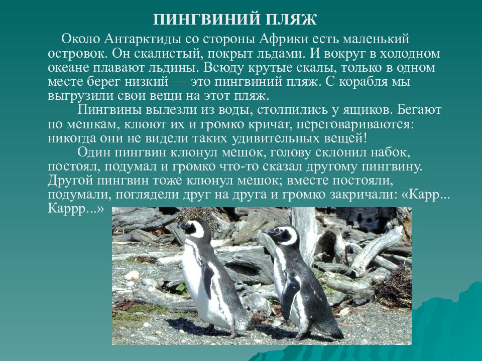 Снегирев рассказы про пингвинов читать. Г.Снегирёв про пингвинов. Пингвиний пляж рассказ. Чтение рассказа Пингвиний пляж. Чтение рассказа г. Снегирёва «про пингвинов».