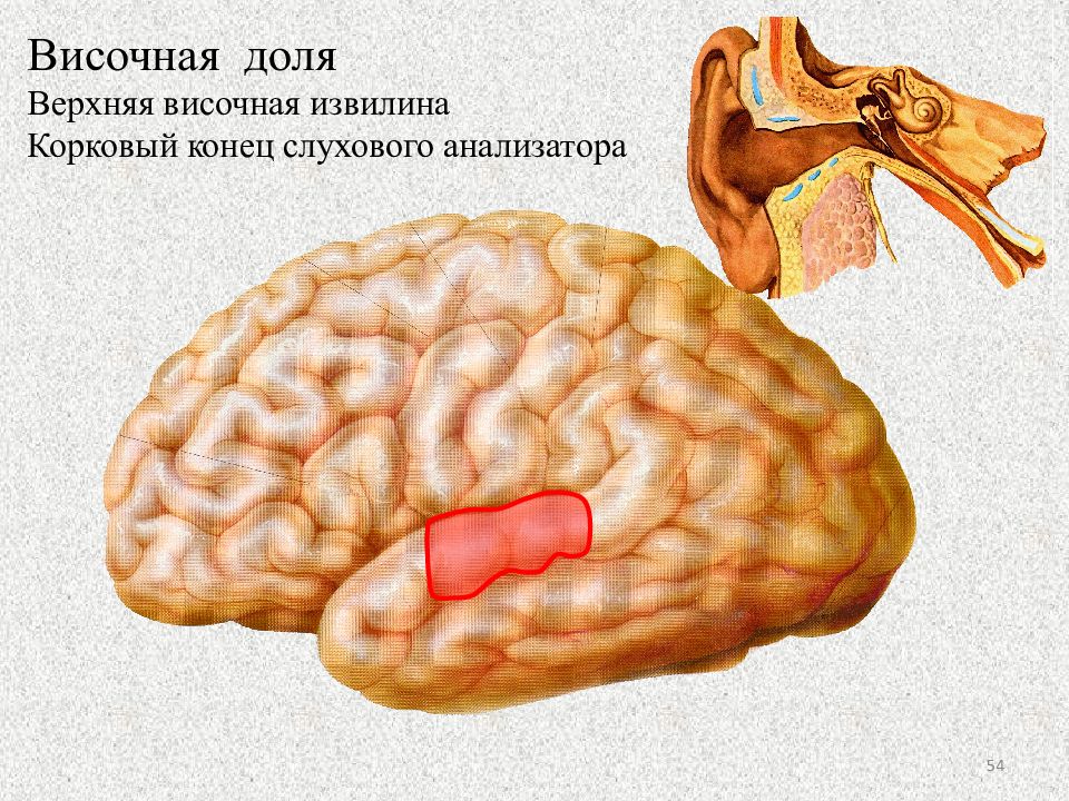 Извилины долей мозга