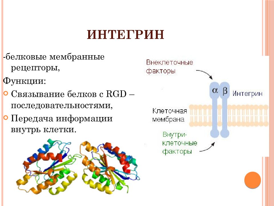 В чем проявляется рецепторная функция кожи кратко. Соединительная ткань биохимия. Рецепторная функция кожи. Интегрин. Задачи по биохимии соединительная ткань.