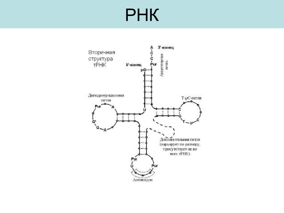 Транспортная рнк строение. Структура ТРНК биохимия. Структурная формула ТРНК. Первичная структура ТРНК биохимия. Вторичная структура т РНК.