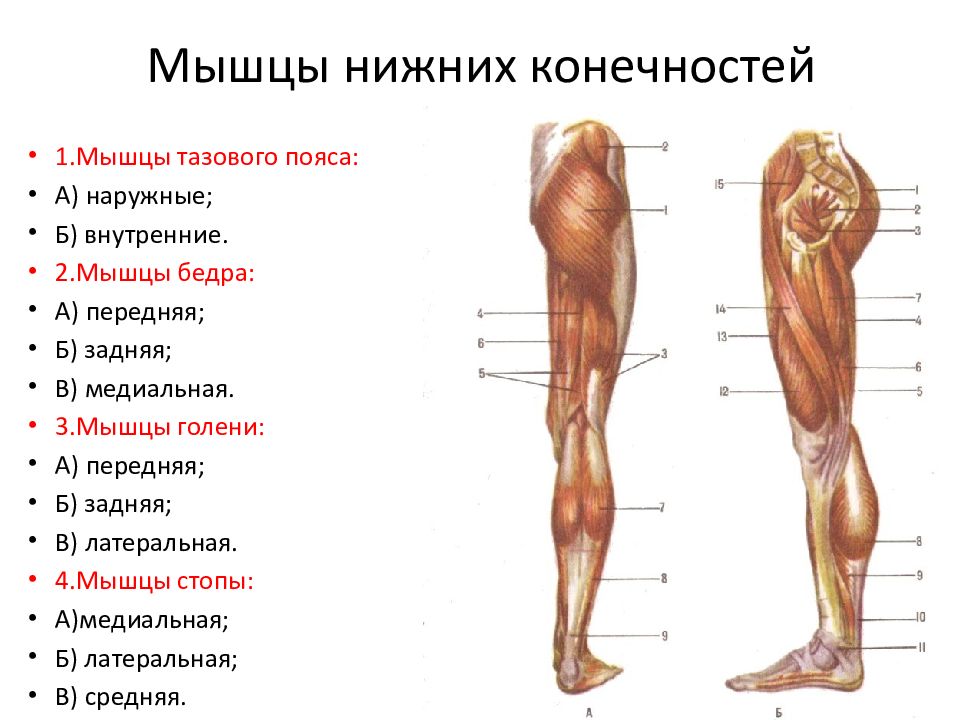 Голень и стопа. Основные мышцы нижней конечности анатомия. Поверхностные мышцы нижних конечностей вид спереди. Мышцы нижней конечности сзади. Мышцы нижней конечности вид сбоку.