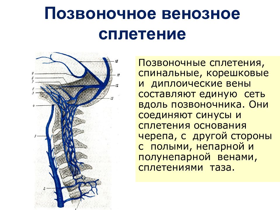 Венозные сплетения. Позвоночное венозное сплетение схема. Наружные позвоночные венозные сплетения. Венозные анастомозы позвоночного столба. Венозный отток спинного мозга.