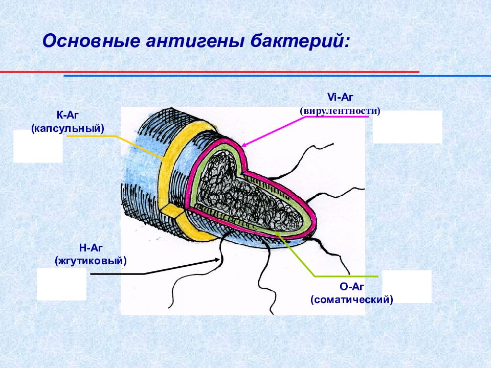 Антигены микробиология презентация