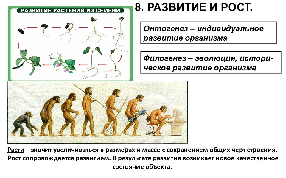 Индивидуальное развитие человека биология. Развитие организма. Этапы развития организма. Филогенез Эволюция. Индивидуальное развитие организма.
