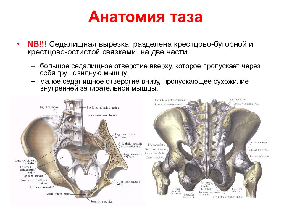 Таз строение. Отверстия малого таза. Малый таз строение. Большое и Малое седалищные отверстия. Большое седалищное отверстие и Малое седалищное отверстие.