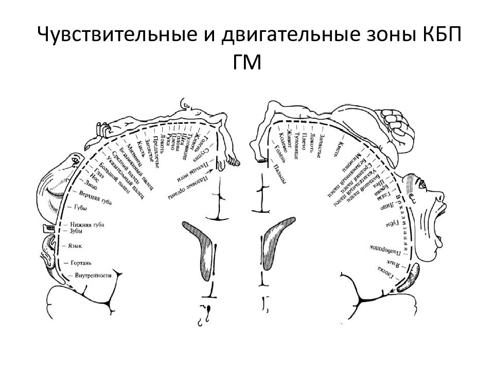 Чувствительные и двигательные зоны КБП ГМ