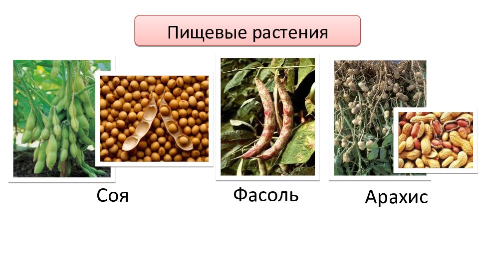 Презентация семейство пасленовые бобовые сложноцветные