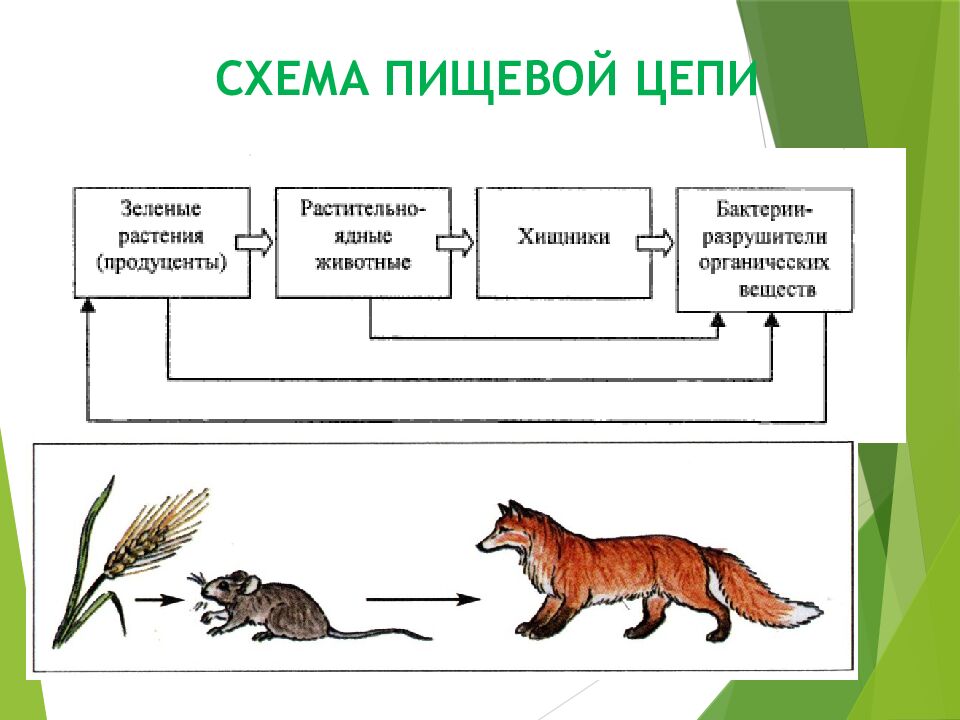 СХЕМА ПИЩЕВОЙ ЦЕПИ