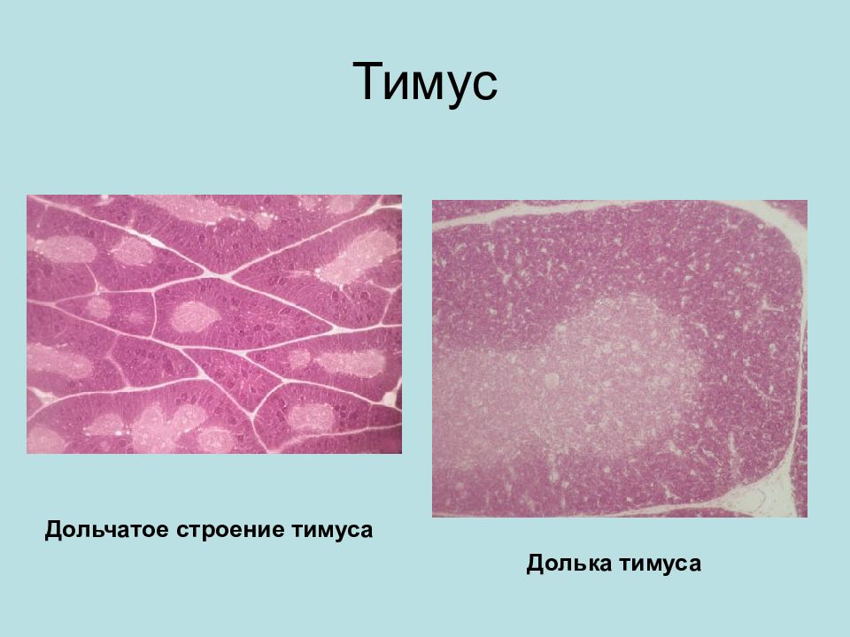 Рисунок тимуса иммунология