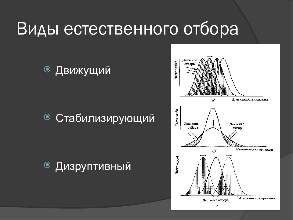 Схема стабилизирующего отбора