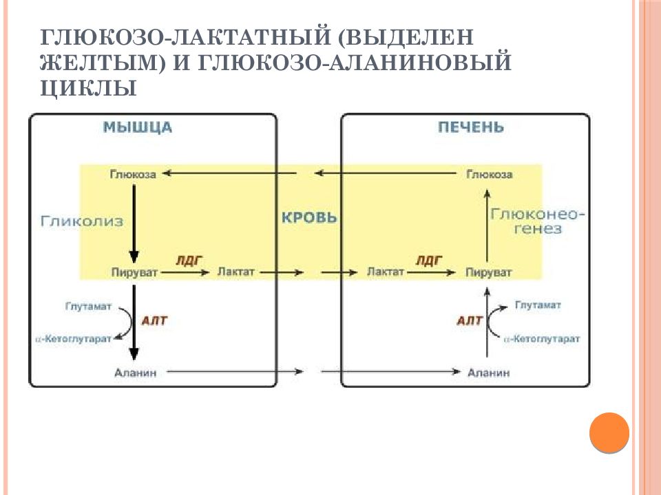 Цикл кори схема