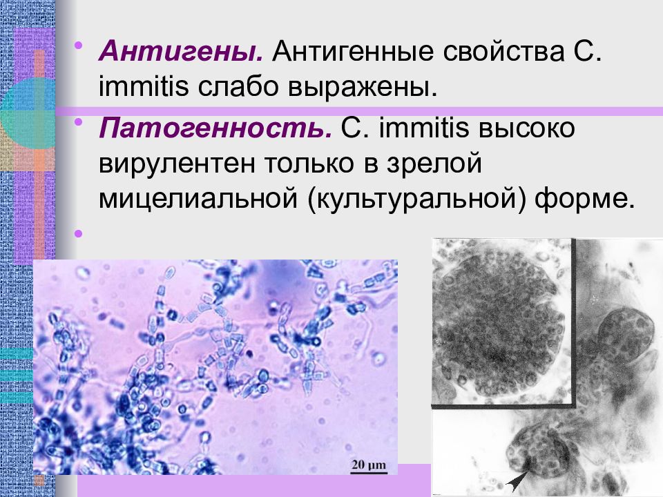 Возбудители грибковых инфекций презентация