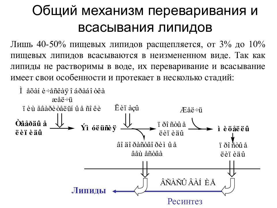 Расщепление липидов где. Переваривание липидов биохимия схема. Переваривание и всасывание липидов схема. Переваривание пищевых жиров это биохимия. Механизм переваривания пищевых липидов в ЖКТ.