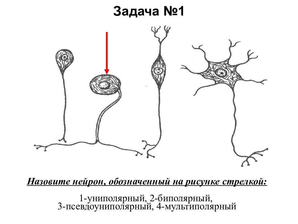 Назовите нейрон