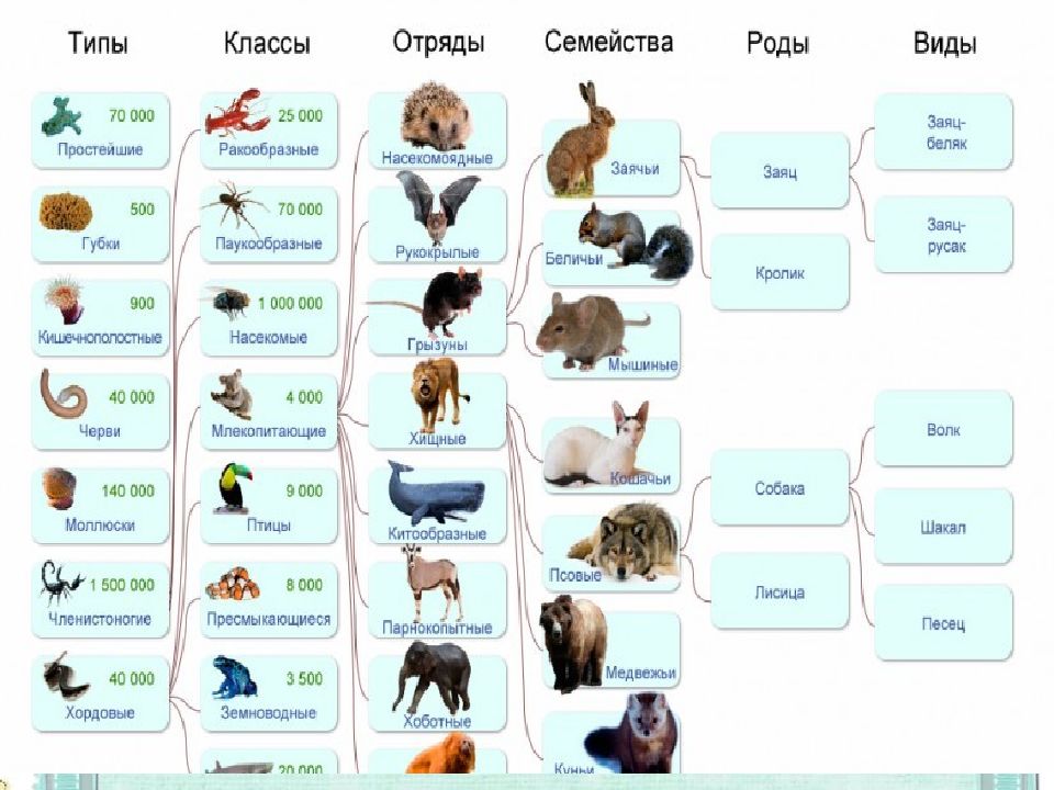 Царство вид род. Царство, Тип, класс, отряд, семейство, род, ви. Класс отряд семейство род вид. Семейство класс вид Тип отряд. Царство животных типы классы отряды семейства.