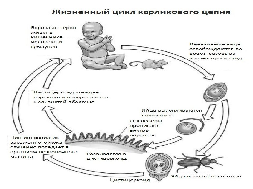 Огуречный цепень у собаки схема лечения