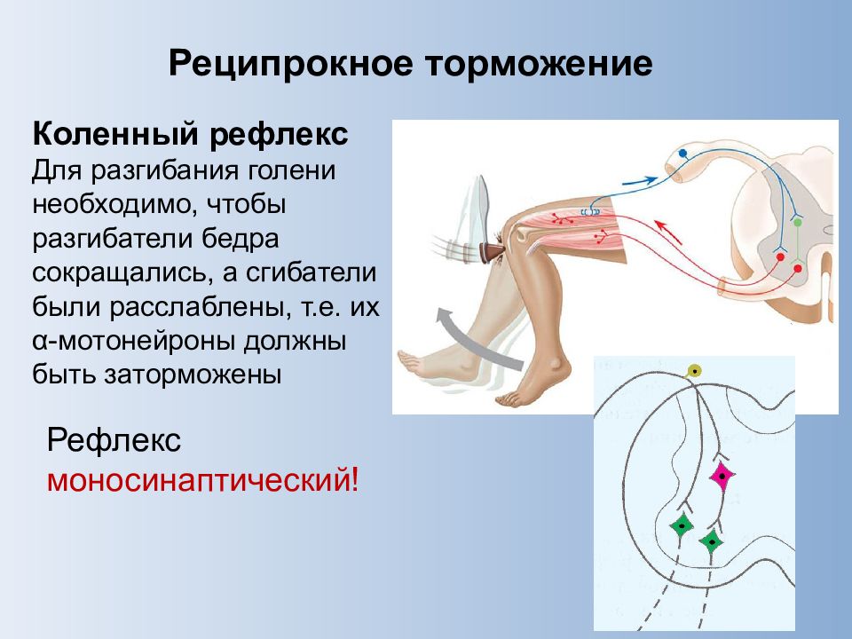 Коленный рефлекс. Коленный рефлекс реципрокное торможение. Иннервация коленного рефлекса. Рефлекторная дуга реципрокного торможения. Коленный рефлекс моносинаптический.