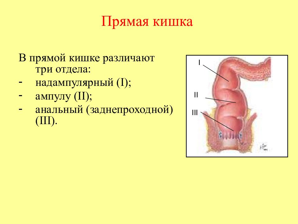 Строение прямой кишки. Нижнеампулярный отдел прямой кишки анатомия. Строение прямой кишки отделы. Схема строения прямой кишки. Прямая кишка анатомия изгибы.