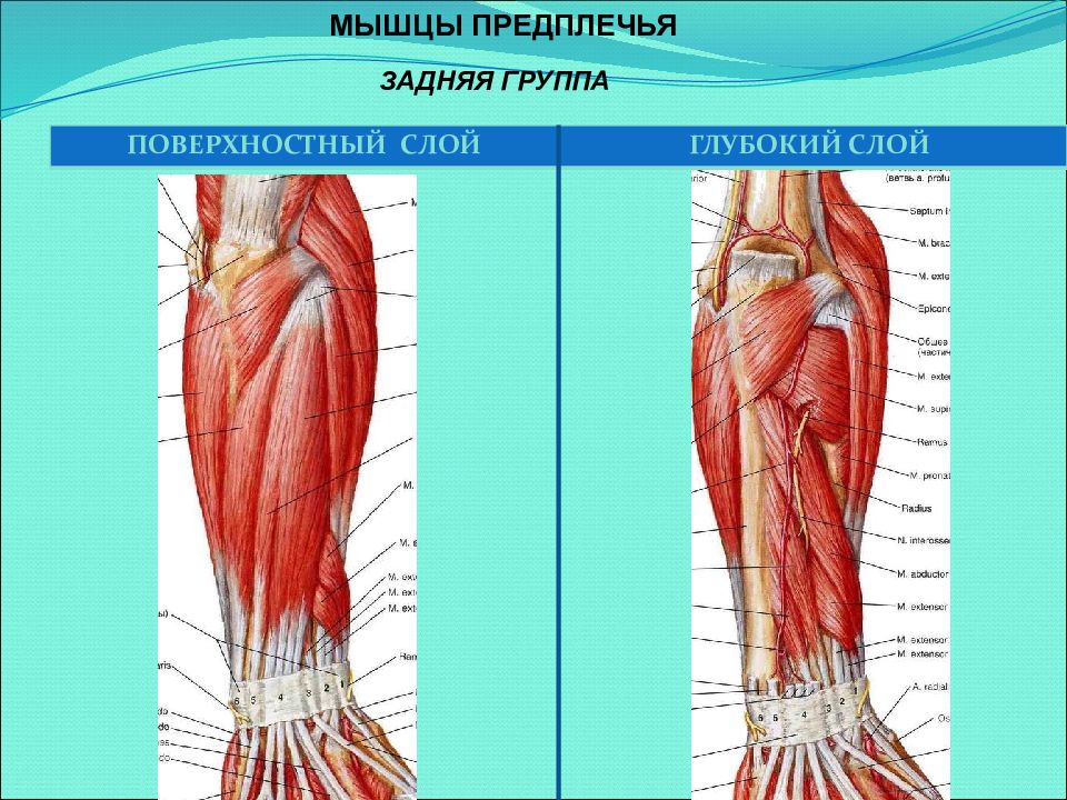 Третье предплечье. Глубокий слой передней группы мышц предплечья. Мышцы предплечья задняя группа глубокий слой. Мышцы предплечья анатомия глубокий слой.