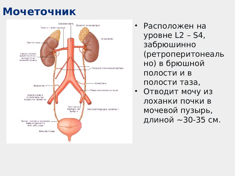 Мочеполовая система человека презентация