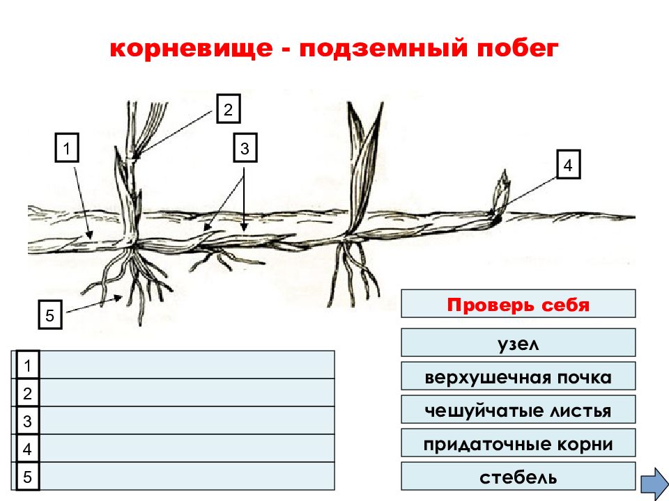 Подземный видоизмененный многолетний побег корневище изображен на рисунке