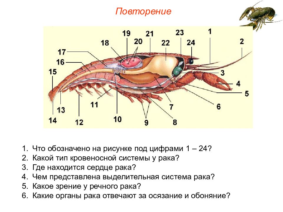 Глаза речного рака