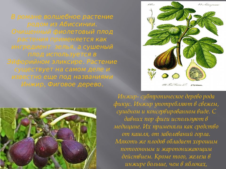 Дышат ли плоды растений. Род растений турчаниновиелла.