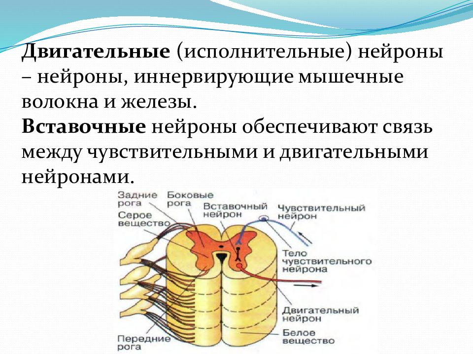 Двигательный нейрон это. Чувствительный вставочный и двигательный Нейроны. Вставочный Нейрон. Чувствительные вставочные двигательные. Исполнительный Нейрон и двигательный.