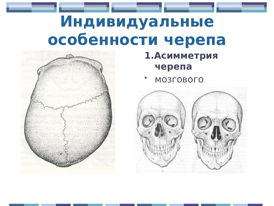 Особенности строения черепа человека. Онтогенез черепа. Особенности строения черепа. Асимметрия строение черепа.