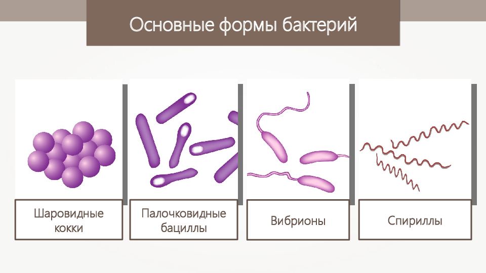 Какие формы бактерий изображены на рисунках напишите их названия 7 класс