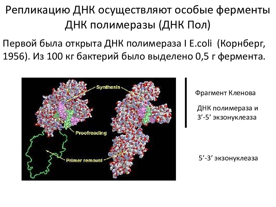 Днк пол