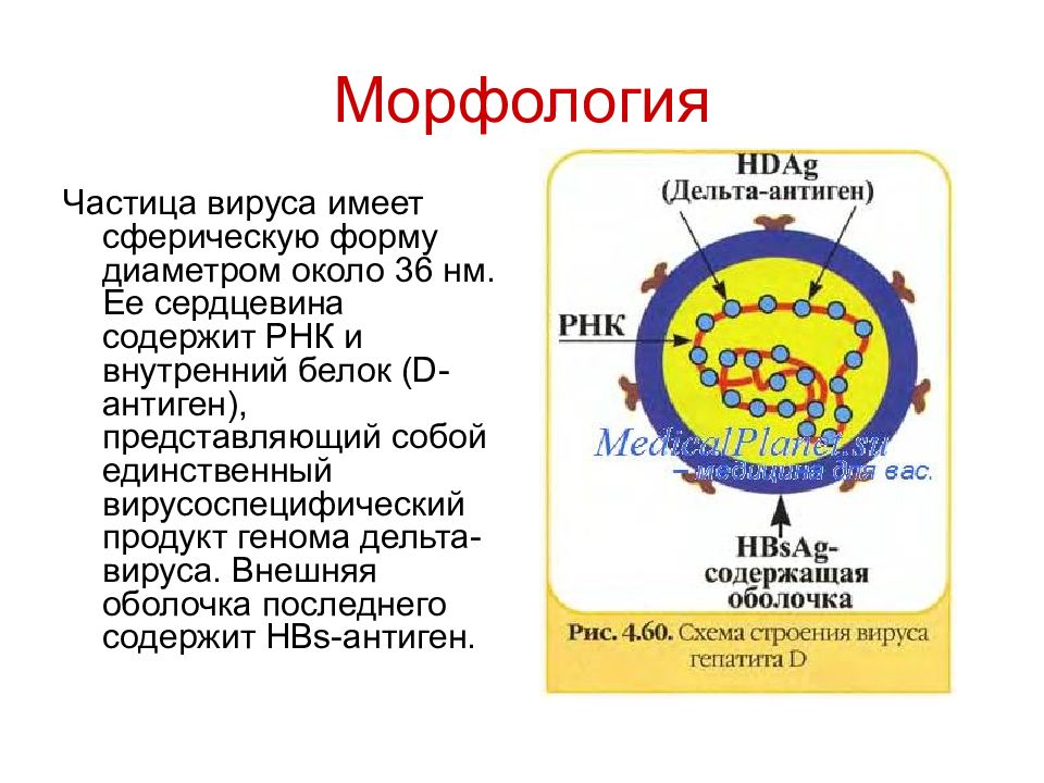 Гепатит д микробиология презентация