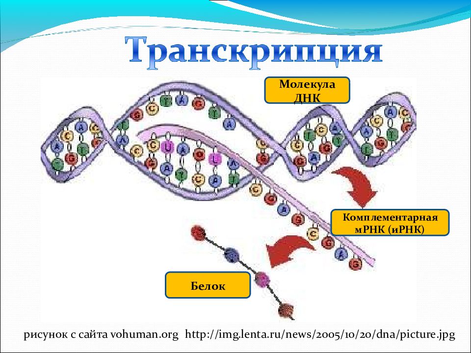 Трансляция днк картинки