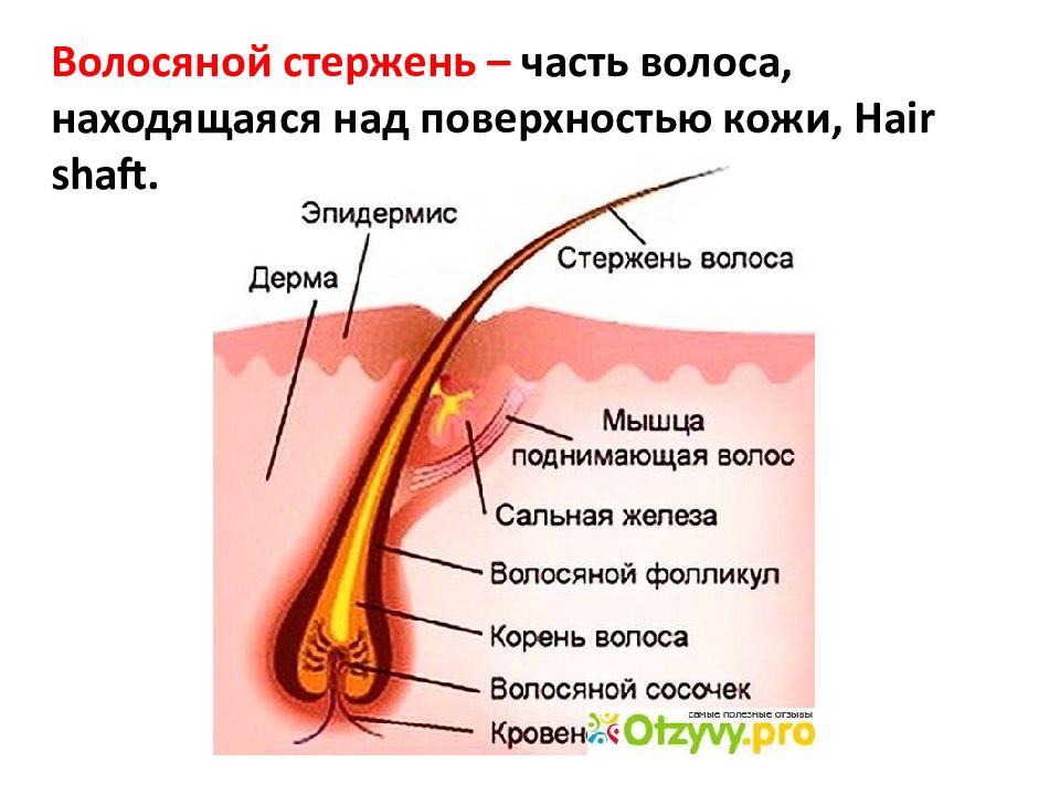 Волосяные сумки кожи расположены в. Волосяной стержень. Корень волоса находится в. Стержень и корень волоса. Кожа презентация.