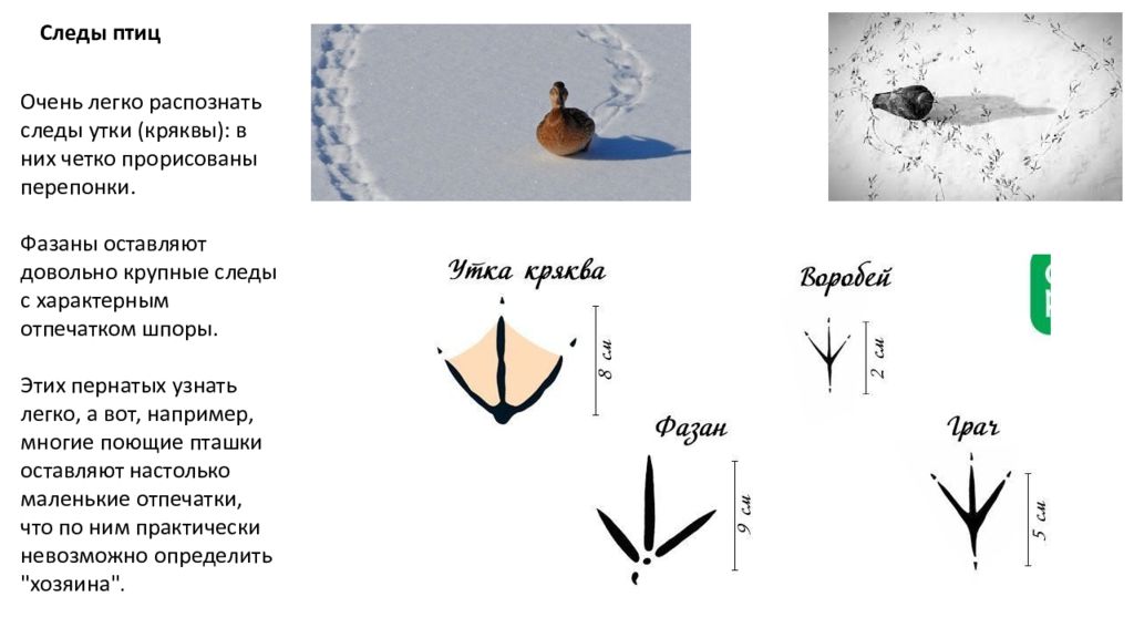 Следы птиц на снегу картинки для детей с подписями