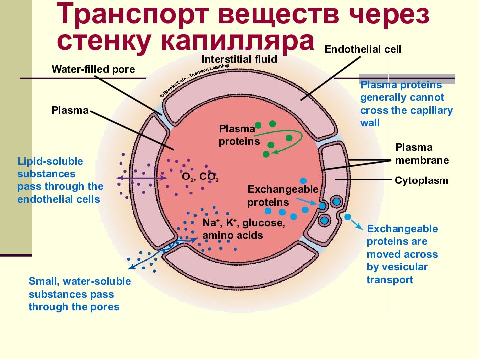 Путь прохождения эритроцитов через стенки капилляров и венул