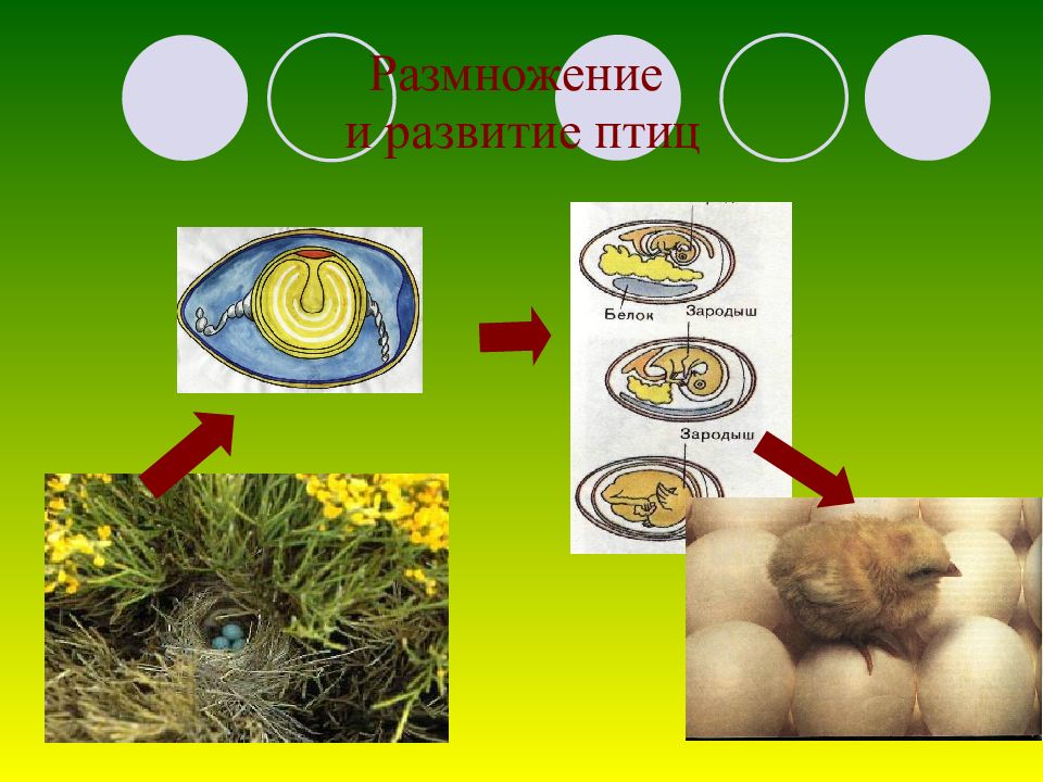 Развитие птиц биология. Развитие и размножение белок. Размножение и развитие белки. Модель развития белки. Размножение и развитие белок презентация.