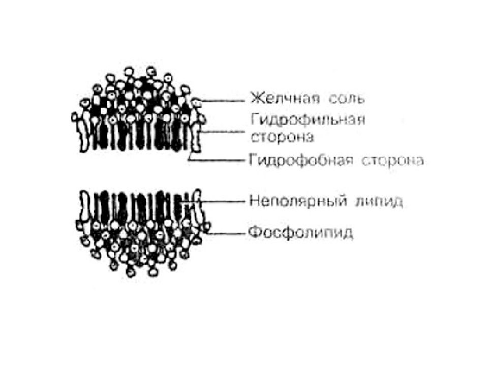 Гидрофобные части фосфолипидов. Гидрофобная часть фосфолипида. Ритмическая сегментация тонкой кишки. Тонкая кишка соли желчных.