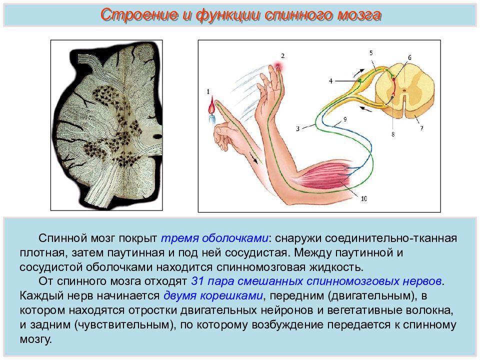 Основные функции спинного мозга. Строение и функции спинного мозга презентация. Задание строение спинного мозга. Задания по теме спинной мозг. Задания на тему спинной мозг человека.