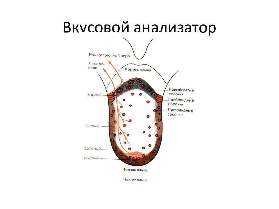 Вкусовой анализатор анатомия схема