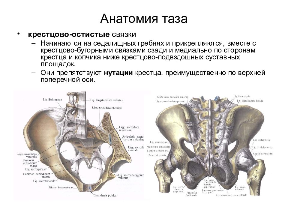 Крестцовая связка. Крестцово Бугорная связка и крестцово остистая связка. Таз анатомия крестцово Бугорная и крестцово остистая связки. Кости, мышцы и связки таза анатомия. Соединение костей таза анатомия.