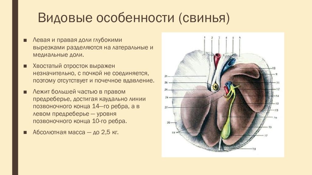 Печень животных. Печень свиньи анатомия. Печень свиньи анатомические особенности. Доли печени КРС. Печень свиньи доли анатомия.