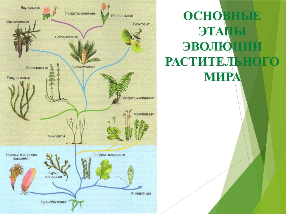 Появление растений. Эволюция растений риниофиты. Схема основные этапы в развитии растительного мира. Основные этапы эволюции растительного мира. Эволюция растений основные этапы развития растительного мира.